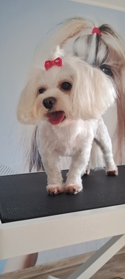 Elbląg 🐾 Psi fryzjer SOFII zaprasza! 🐶  15% rabatu na pierwszą wizytę!Zapraszam na moją stronę na