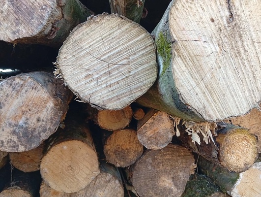 Elbląg Witam serdecznie, posiadam na sprzedaż drewno opałowe różne gatunki. Ceny zaczynają się od 190 zł mp. Zapraszam