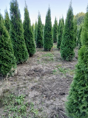 Elbląg Sprzedam tuje szmaragd wysokość 250 cm. Tuje rosną w ziemi i wykopywane są po wcześniejszym wyborze i umówieniu