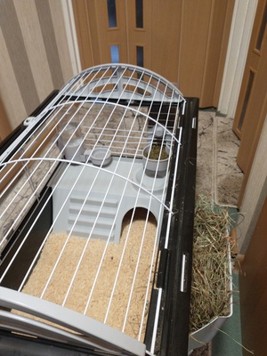 Elbląg Sprzedam świnki morskie + klatka