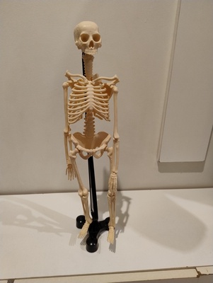 Elbląg sprzedam figurkę szkieletu ludzkiego, wykonaną z plastiku, 
poszczególne elementy są ruchome. nadaje się do