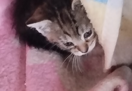 Elbląg Witam, szukam dla przemiłych puszystych kuleczek kochającego domu, osób które naprawdę pokochają i dadzą ciepły