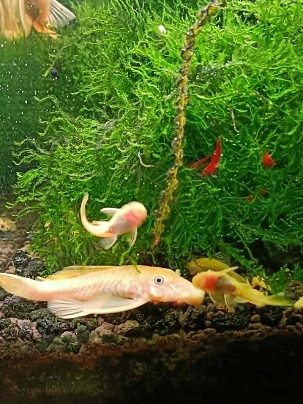 Elbląg Sprzedam zbrojniki L144 młode, 2-4 cm. Jest to nadwyżka z własnego akwarium. Cena za sztukę. Nie wysyłam ryb.