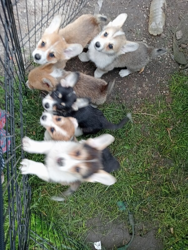 Elbląg SZCZENIĘTA WELSH CORGI PEMBROKE ZKwP, zarejestrowana hodowla Agila Vulpes corgi elbląskie. Szukamy najlepszych