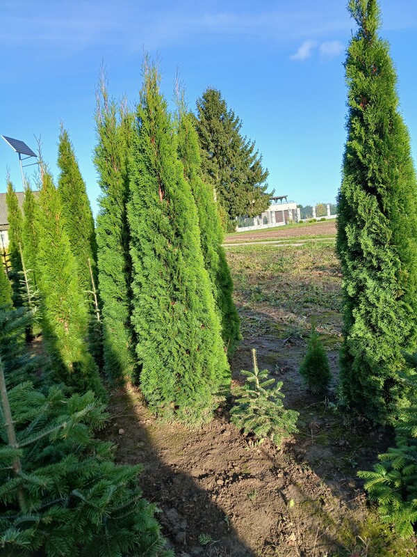 Elbląg Sprzedam tuje szmaragd wysokość 250 cm. Tuje rosną w ziemi i wykopywane są po wcześniejszym wyborze i umówieniu