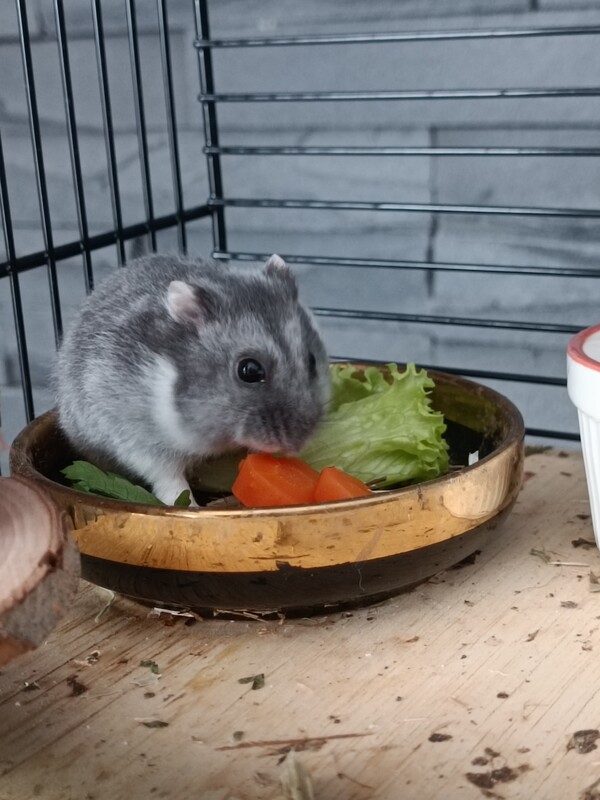 Elbląg Sprzedam, małego uroczego chomika dżungarskiego. Jest zdrowy, zadbany i bardzo ruchliwy. Ma mięciutkie szare