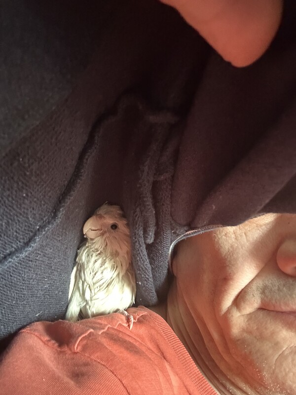Elbląg Sprzedam półroczną papugę nimfę z powodu choroby jest oswojona reaguje na imię uczy się szybko lubi towarzystwo
