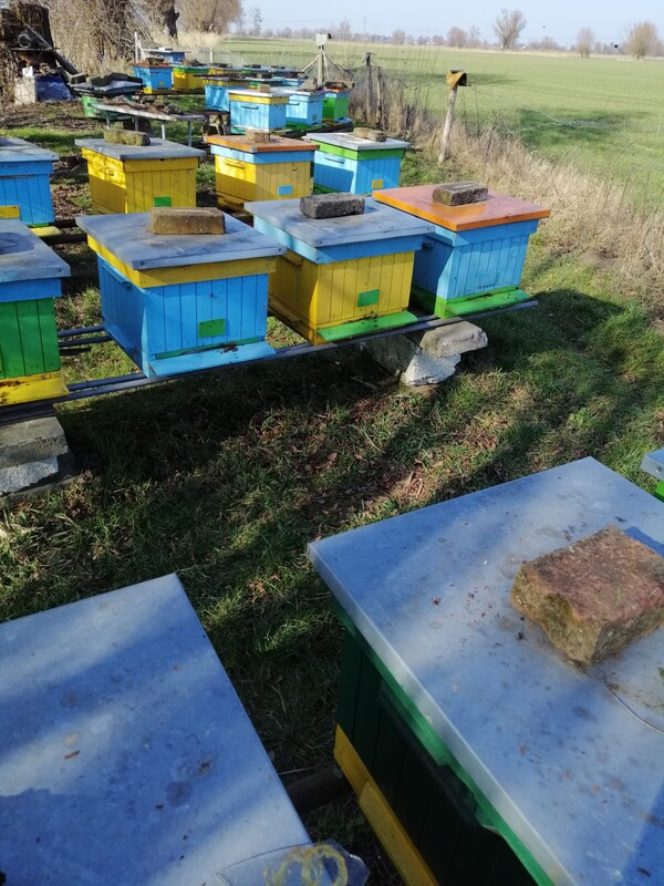 Elbląg Sprzedam 15 uli wielkopolskich z rodzinami pszczelimi.