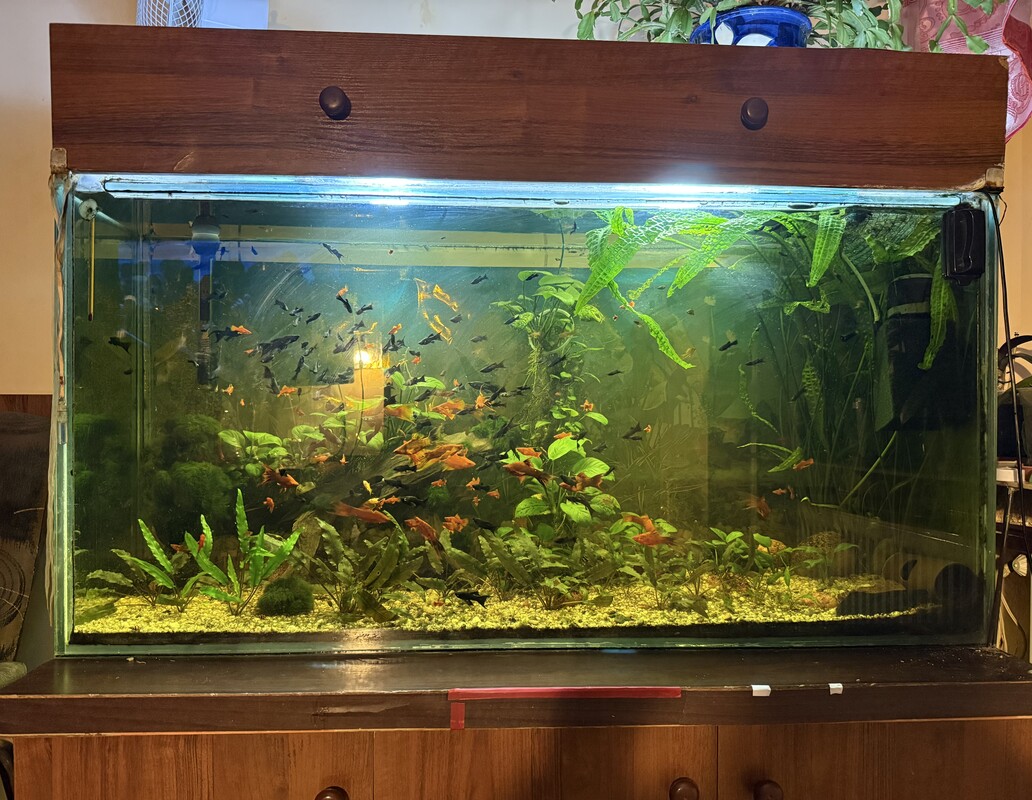 Elbląg Dzień dobry. Sprzedam kompletne akwarium z wyposażeniem, szafką i rybkami Wymiary 120x60x40 cena 700 zł