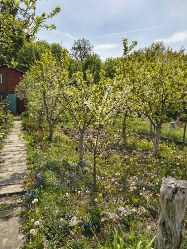 Elbląg Sprzedam działkę ROD 341 m² – Elbląg, ROD im. Marii Curie-SkłodowskiejCena: 35 000 zł (do negocjacji)