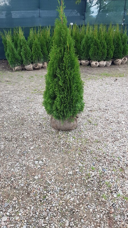 Elbląg Jesienna promocja!!!THUJA SMARAGD OD PRODUCENTA - Myślęcin koło Elblaga. Thuje dostępne w różnych rozmiarach od