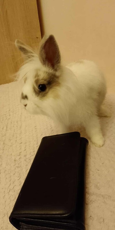 Elbląg Witam mam do oddania dwa króliki samiczki jedna ma roczek a druga 6 miesięcy