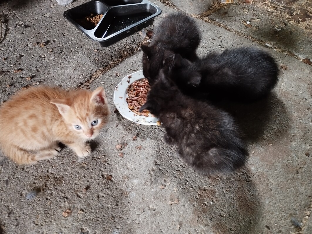 Elbląg Witam, szukam domu dla 2 braci czarnych kocurków. Kociaki mają 2,5 miesiąca, korzystają z kuwety, są