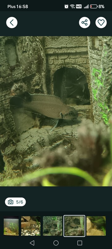Elbląg Witam. Sprzedam akwarium 80l. Jest na gwarancji jak znajdę dam paragon. Pokrywa z oswietleniem (3 tryby). Z