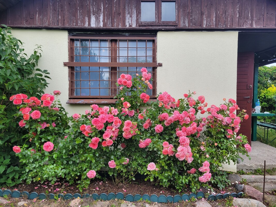 Elbląg Sprzedam zadbaną działkę ogrodniczą w ROD BRATEK 500 m2 (prąd + woda)