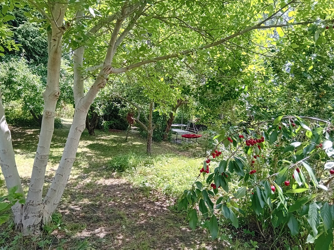 Elbląg 🌳 Wyjątkowo duża, piękna działka z altanką w okazyjnej cenie w ROD Moniuszki przy Parku Wodnym