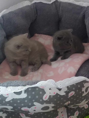 Elbląg Zapraszam do rezerwacji kotka brytyjskiego