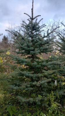 Elbląg Witam mam na sprzedaż choinki na święta, drzewka rosną od początku w doniczkach w ziemi. Są to drzewka Świerk