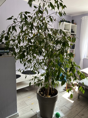 Elbląg Witam sprzedam beniamina wys. 165 cm 100 zł
dracena 120 cm 100 zł