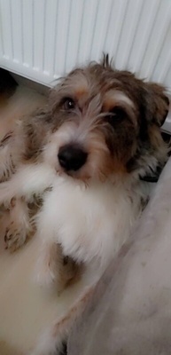 Elbląg Oddam 3 letniego pieska mieszanka teriera z kundlem w dobre rece do kochajacego domu doplace 200 zl i dorzuce