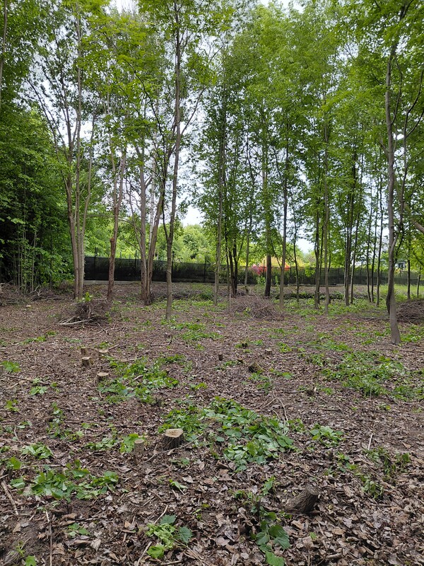 Elbląg Sprzedam działkę w Elblągu, dzielnica Dąbrowa przy ulicy Jarzębinowej