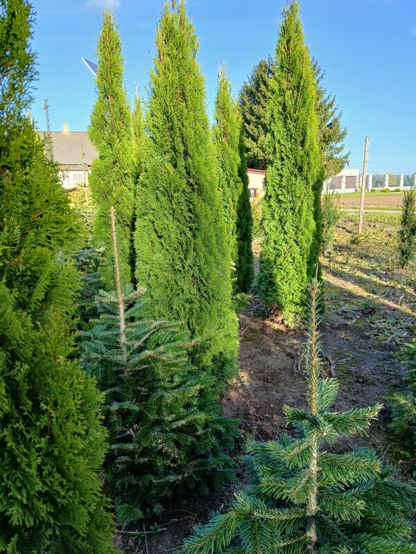 Elbląg Sprzedam tuje szmaragd wysokość 250 cm. Tuje rosną w ziemi i wykopywane są po wcześniejszym wyborze i umówieniu