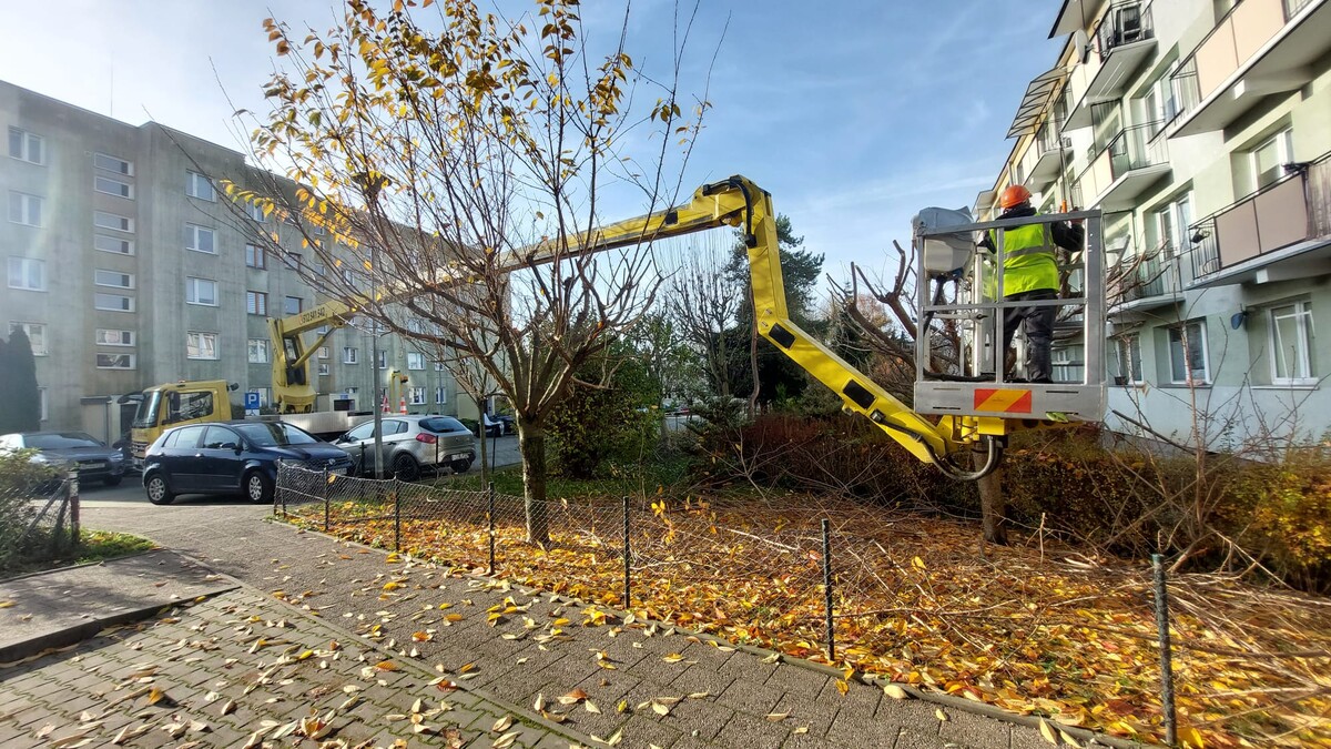 Elbląg • usługi podnośnikowe - wynajem podnośnika koszowego 27m • wycinka, pielęgnacja drzew i krzewów