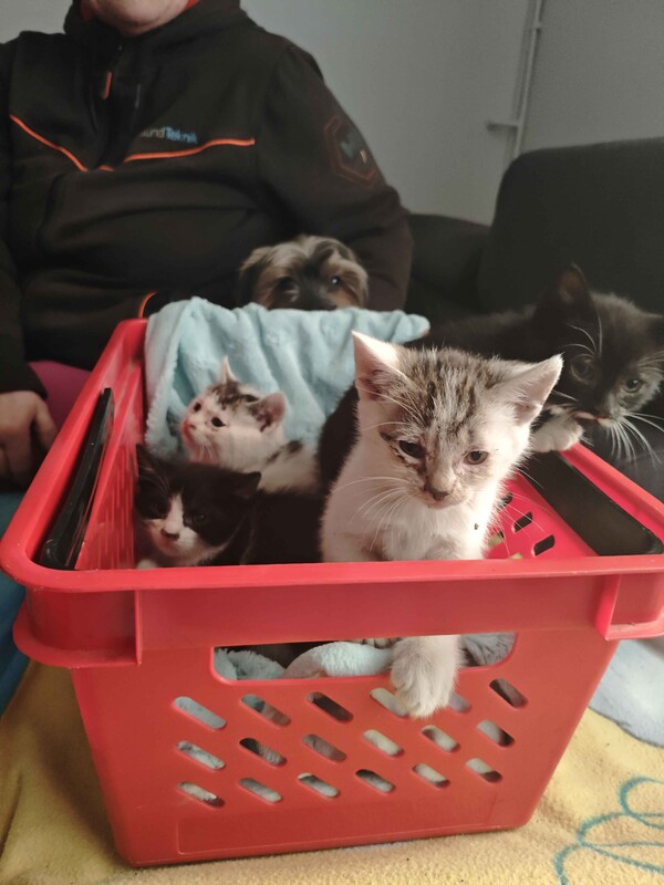 Elbląg Witam, mam do oddania 5 młodych kotków.