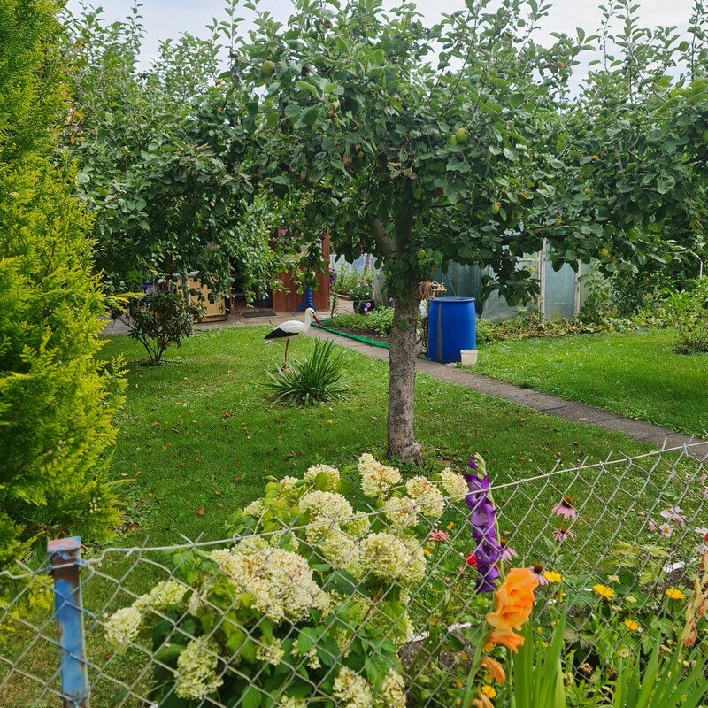 Elbląg Sprzedam działkę ogrodniczą. Działka ma 250 m2. ROD Przyjaźń przy ulicy Malborskiej Brama Nr 5.Jest altanka