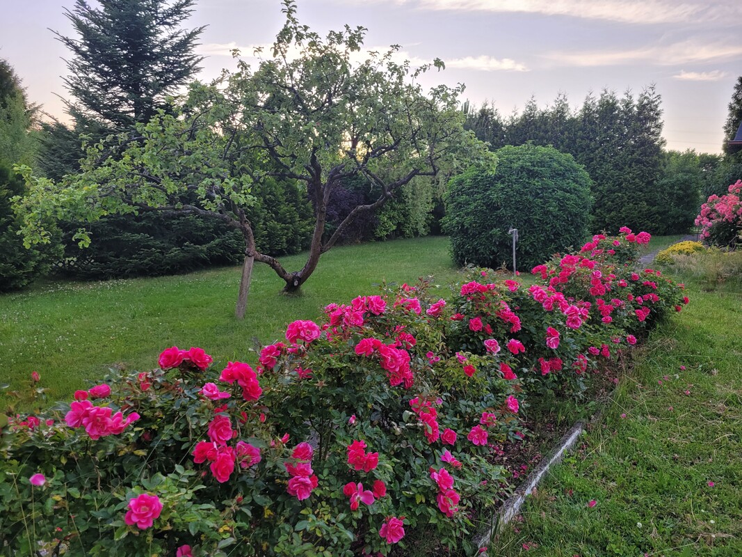 Elbląg Sprzedam zadbaną działkę ogrodniczą w ROD BRATEK 500 m2 (prąd + woda)