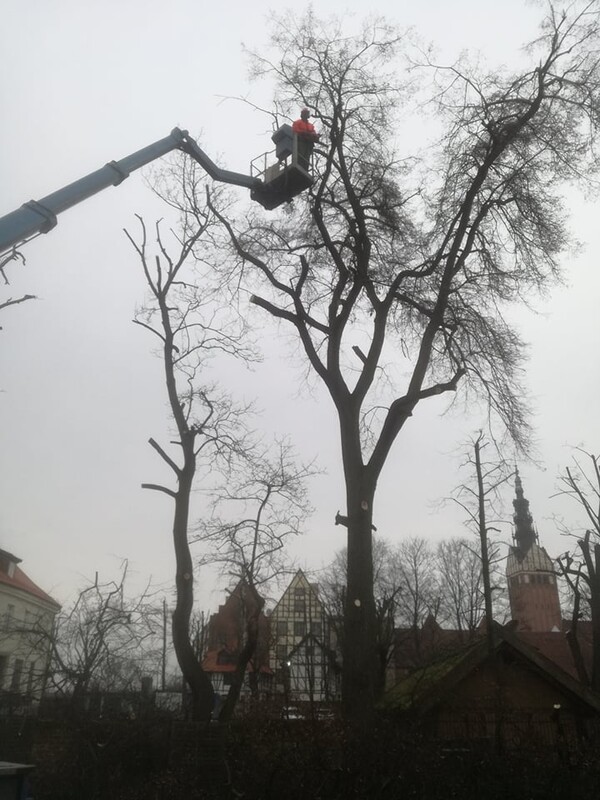 Elbląg Wycinamy i pielęgnujemy drzewa w miejscach trudno dostępnych Podcinamy drzewa owocowe, wykonujemy cięcia