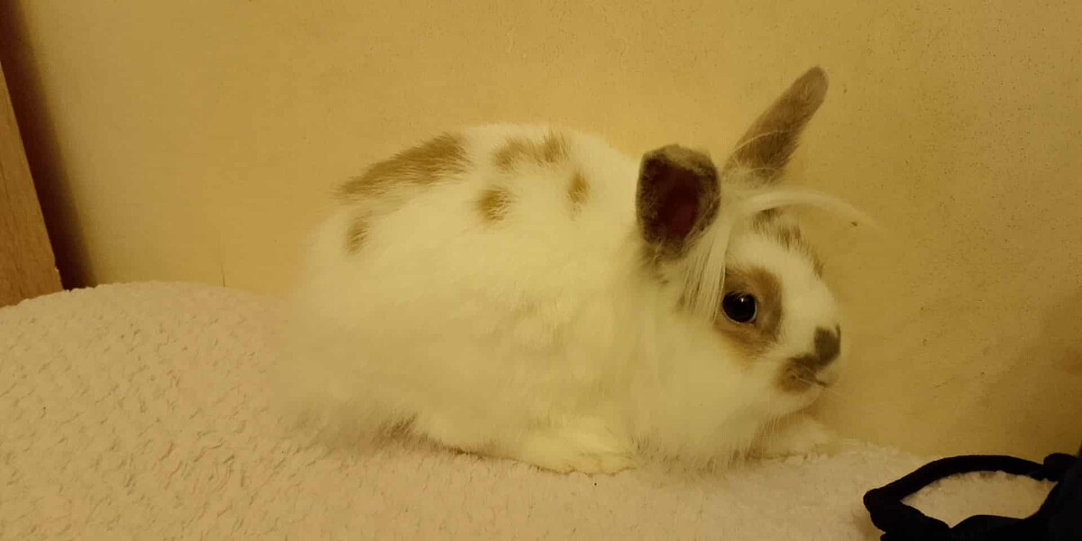 Elbląg Witam mam do oddania dwa króliki samiczki jedna ma roczek a druga 6 miesięcy