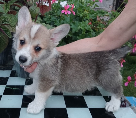 Elbląg SZCZENIĘTA WELSH CORGI PEMBROKE ZKwP, zarejestrowana hodowla Agila Vulpes corgi elbląskie. Szukamy najlepszych