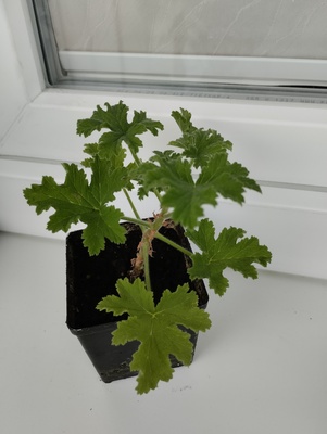 Elbląg Sprzedam anginkę-geranium. Cena 10 zł. Ta roślinka ma właściwości m. in. przeciwzapalne, przeciwbakteryjne,