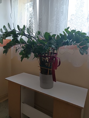 Elbląg Sprzedam dużego kwiata Zamiokulkas. Kwiat ma około metra wysokości, jest bardzo rozłożysty.