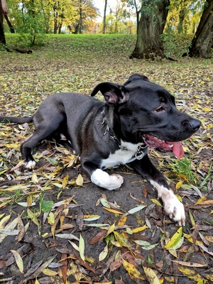 Elbląg Dzień dobry, do oddania piesek, samiec. W typie amstaff. Posiada aktualne szczepienia. Ma rok czasu, załatwia