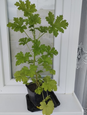 Elbląg Sprzedam anginkę. Wysokość kwiata razem z doniczką 66 cm. Cena 30 zł.