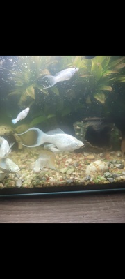 Elbląg Może ktoś jest zainteresowany molinezjami rozne wielkosci? Różne najwięcej srebrzystych(białych) kilka złotych