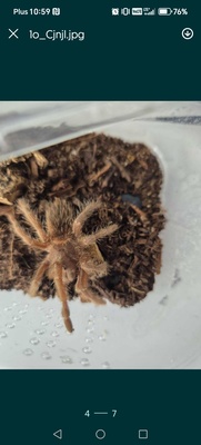 Elbląg - Tliltocatl albopilosus Nicaragua ~1.5dc 30 zl
- Lasiodora Parahybana ok 2 dc 50 zl
- Lasiodora Parahybana L8