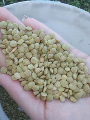 Elbląg Witam sprzedam owies z soczewicą na pasze lub do celów energetycznych 500 zł /t 14 -500 Braniewo 728-704-506