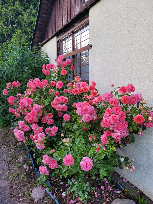 Elbląg Sprzedam zadbaną działkę ogrodniczą w ROD BRATEK 500 m2 (prąd + woda)