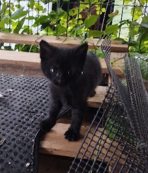 Elbląg Witam, szukam dla przemiłych puszystych kuleczek kochającego domu, osób które naprawdę pokochają i dadzą ciepły
