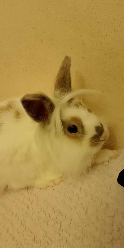 Elbląg Witam mam do oddania dwa króliki samiczki jedna ma roczek a druga 6 miesięcy