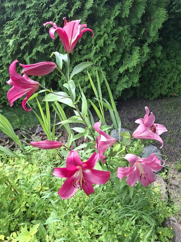 Elbląg Działka ROD PROMYK – Elbląg, ul. Akacjowa – 400 m² 🌿
💰 Cena: 25 000 zł
📞 Kontakt: 509 930 439
Na sprzedaż