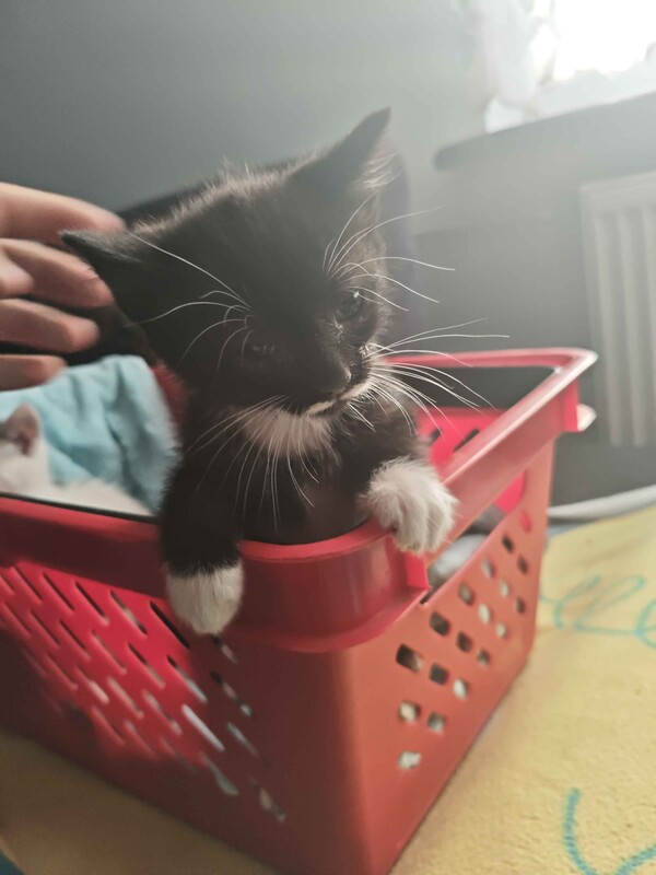 Elbląg Witam, mam do oddania 5 młodych kotków.