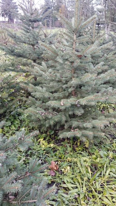 Elbląg Witam mam na sprzedaż choinki na święta, drzewka rosną od początku w doniczkach w ziemi. Są to drzewka Świerk