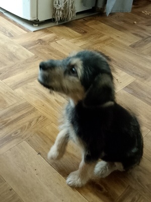 Elbląg Oddam szczeniaka 2 miesięcznego za darmo. Bedzie małym psem.