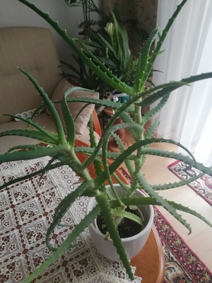 Elbląg Kwiat aloes sprzedam.