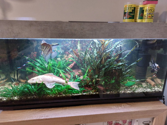 Elbląg Sprzedam akwarium z pokrywą diversa o wymiarach 120 x 50 x 40 za 550 zł