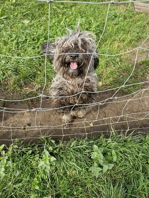 Elbląg Witam, Dwa mlode nieduże pieski ( roczne) szukają kochających domow (najlepiej na wsi ale w mieście tez sie